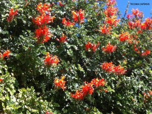 Tecoma capensis - blossom 